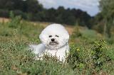 BICHON FRISE 013